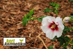 Kerti mályva - Hybiscus Syriacus (17)